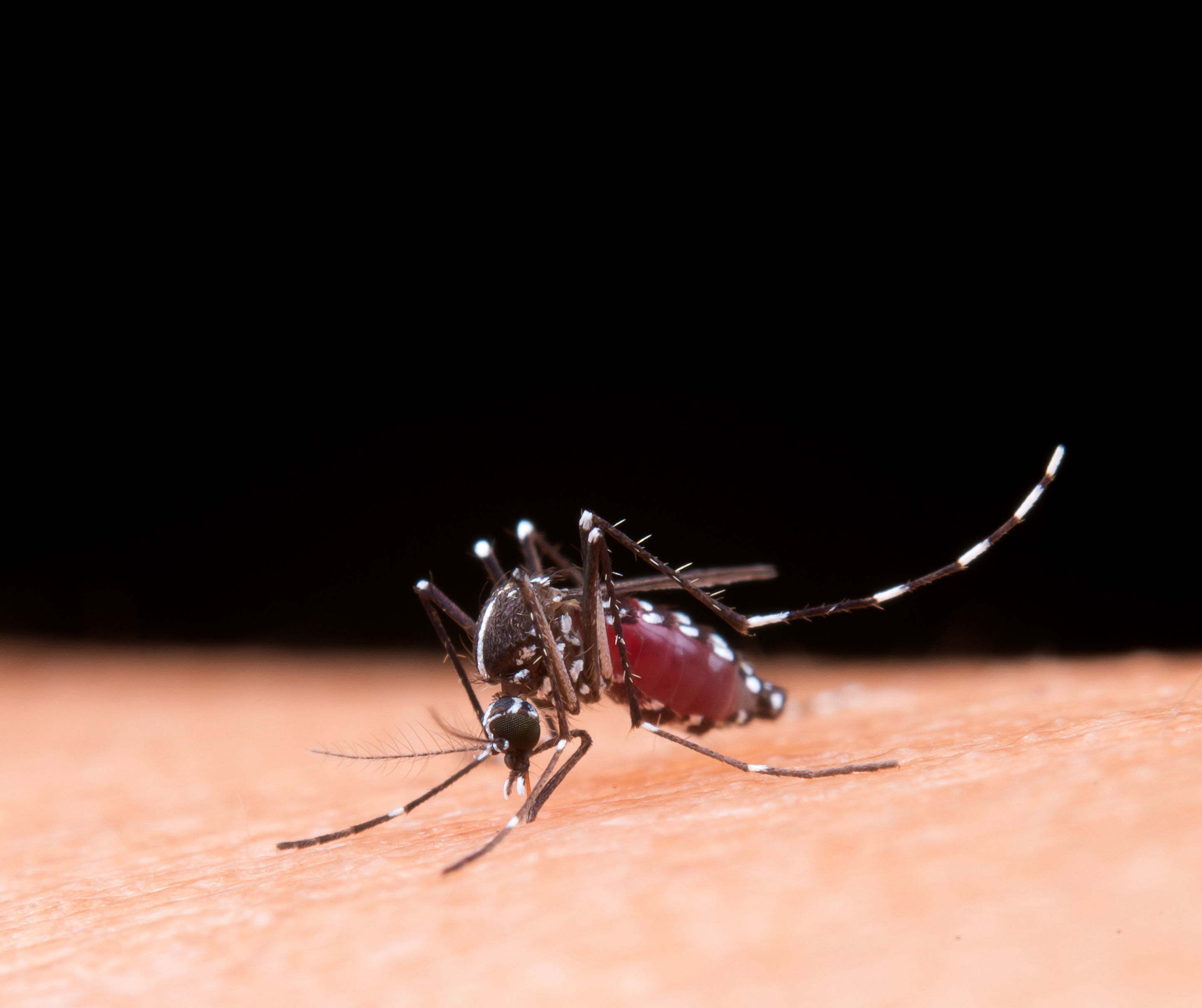 Dengue: ressurgimento do sorotipo 3 pode agravar surtos da doença no país